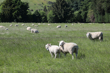 Naklejka premium Coopworthschaf / Coopworth sheep / Ovis
