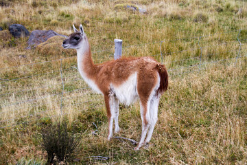One guanaco stands in the desert