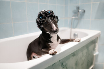 bull terrier dog in a shower hat standing in a bath ready for washing