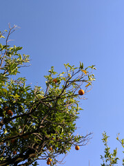 Wild Lemon Tree Branches