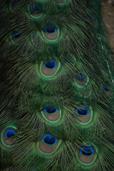 peacock displaying its plumage in a natural park and animal reserve, located in the Sierra de Aitana, Alicante, Spain