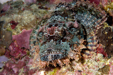 The eye of a reef scorpionfish
