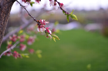 leafless tree flowers