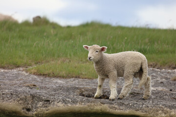 Romneyschaf / Romney sheep / Ovis.