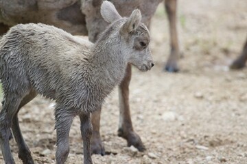 Newborn bighorn lamb