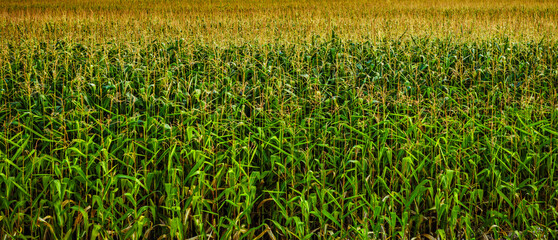 Corn stalk background.Natural food crops grow in rural fields on farm