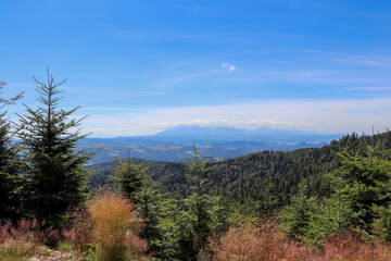 forest in the mountains