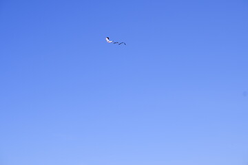 Kite in the sky. Active rest on the beach. Blue sky.