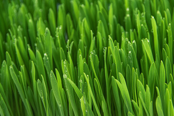 Fototapeta na wymiar Green grass. Lawn with dew drops as background