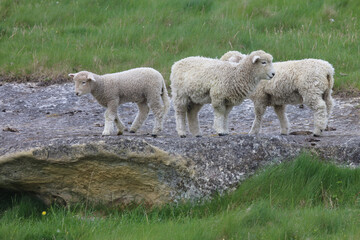 Fototapeta premium Romneyschaf / Romney sheep / Ovis.
