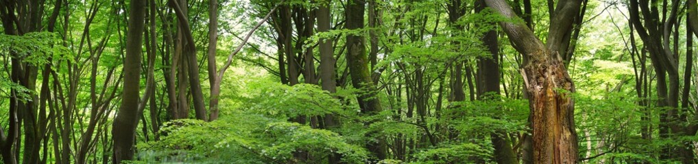 Veluwe national park, the Netherlands. Mighty deciduous beech trees, tree trunks, green leaves. Spring forest. Soft sunlight. Picturesque panoramic scenery. Nature, ecology, environment, ecotourism