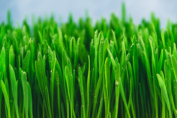 Fototapeta na wymiar Green fresh grass on lawn with dew drops