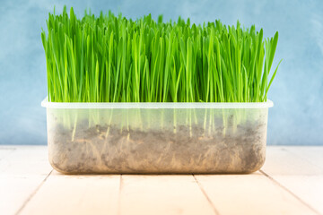 Green oat sprouts in plastic container. Growing grass at home. Pot on white wooden table. Through transparent walls can see  roots