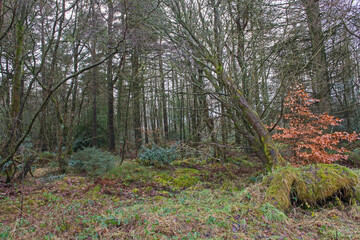 Landscape scene through rural woodland forest in winter