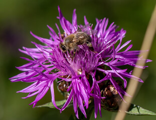 bee on a flower