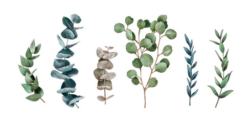 Watercolor eucalyptus branches set. Eucalyptus, olive, green leaves isolated on white background. Botanical hand drawn illustration for wedding stationary, greetings, wallpapers, fashion, background © Katy's Dreams