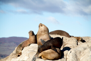 Sea lions lying in a rocky island at the bleagle channel