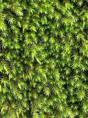 background of moss
