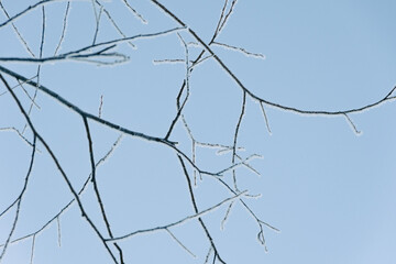 Bare tree branches against blue sky, covered with frost and snow