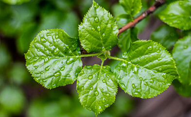  Liście hortensji pnącej skroplone wiosennym deszczem
