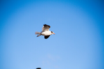 Sea bird flying in the blue sky