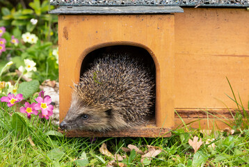 Hedgehog leaving house, (Scientific name: Erinaceus Europaeus) wild, free roaming hedgehog, taken from wildlife garden hide to monitor health and population of this declining mammal, space for copy  © Moorland Roamer