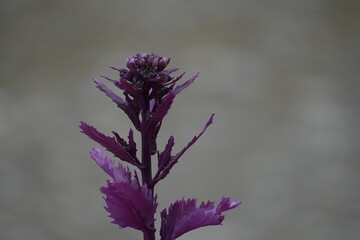 ein Zier Kohl im Topf lange gewachsen. Interessante lila Blume