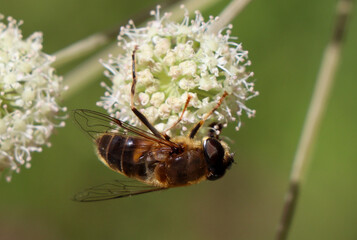 bee on a leaf
