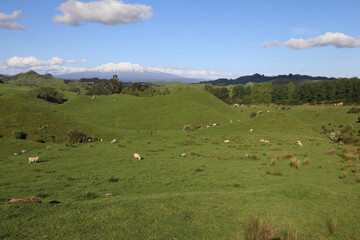 Fototapeta na wymiar Mount Ruapehu und Mount Ngauruhoe Neuseeland / Mount Ruapehu and Mount Ngauruhoe New Zealand