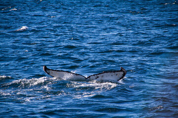 Obraz premium Whale swimming at beagle channel