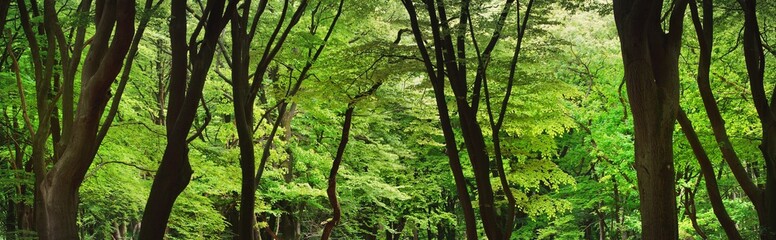 Veluwe national park, the Netherlands. Mighty deciduous beech trees, tree trunks, green leaves....