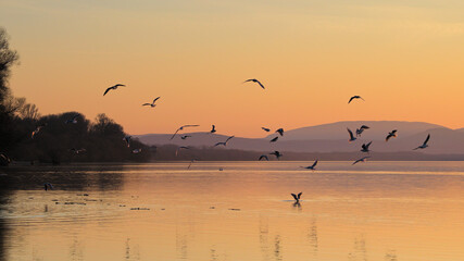 Obraz na płótnie Canvas Birds at sunset