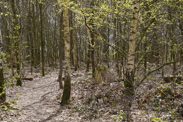 Im  Wald zwei junge Birken