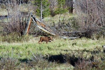 moose calf walks through grassy field
