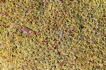 Ancient moss creates a beautiful nature pattern