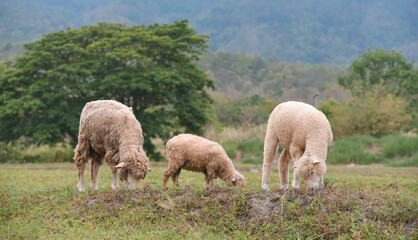 Obraz na płótnie Canvas sheeps grazing in country green field