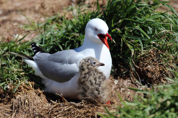 Rotschnabelmöwe / Red-billed gull / Larus scopulinus.