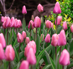 Piękna łąka tulipanów