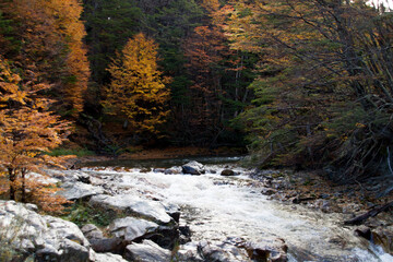 Flowing river in a bautiful autumn forest
