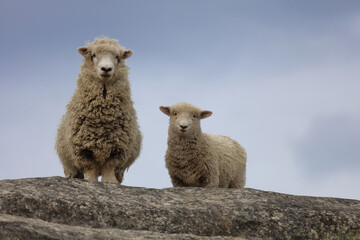 Romneyschaf / Romney sheep / Ovis.