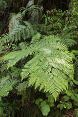 Neuseeland Landschaft / New Zealand Landscape