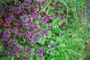 flower, flowers, grass, meadow, kwiat, kwiaty, trawa, łąka © Karmol