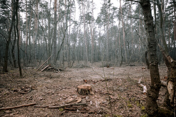 Sawed trees in the morning forest.  Foggy forest in the morning.  Illegal deforestation