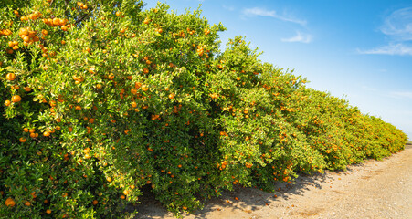 Fototapeta na wymiar Mandarins grove in California. Trees with ripe fruits in a row, harvest season