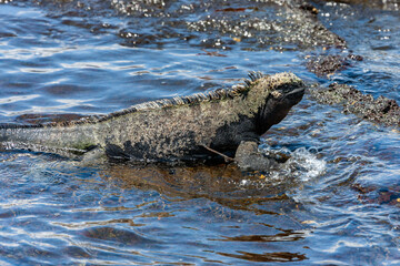 Galapagos Marine Iguana - Galapagos Islands