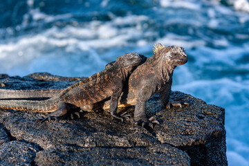 Galapagos Marine Iguana - Galapagos Islands