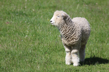 Romneyschaf / Romney sheep / Ovis.