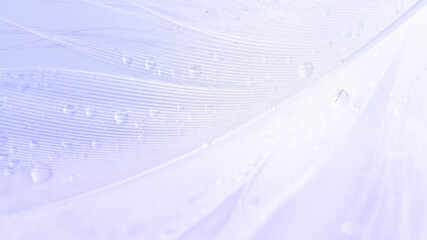 Feather air. Multicoloured pastel angel feather closeup texture on white background in macro...
