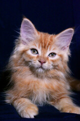 Fototapeta premium Orange Ginger Persian Kitten