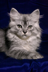 Gray Tabby Persian Kitten
